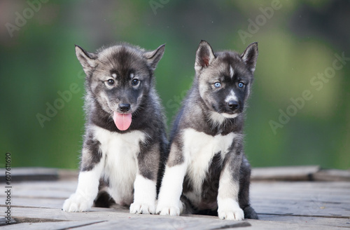 Husky puppy that looks like a wolf