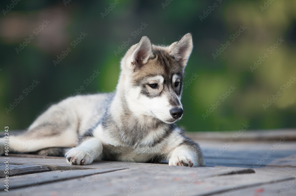 Husky puppy that looks like a wolf