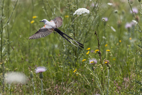 Canvas Print Scissor-tailed flycatcher. Tyrannus forficatus