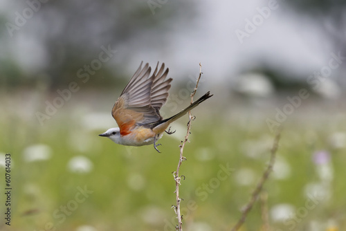 Картината върху платно Scissor-tailed flycatcher. Tyrannus forficatus