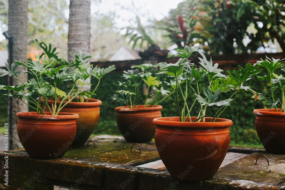 Green plants and flowers in clay pots. Landscape design in the garden