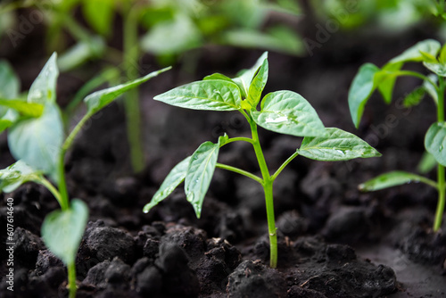 A tender pepper sprout grows in an agricultural field. Crops grow in the black dirt during a period of active growth.