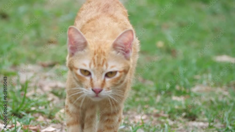 An orange male cat approaches its owner in the morning. An orange male cat approaches its owner in the morning.