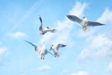 Playful seagulls in the sky
