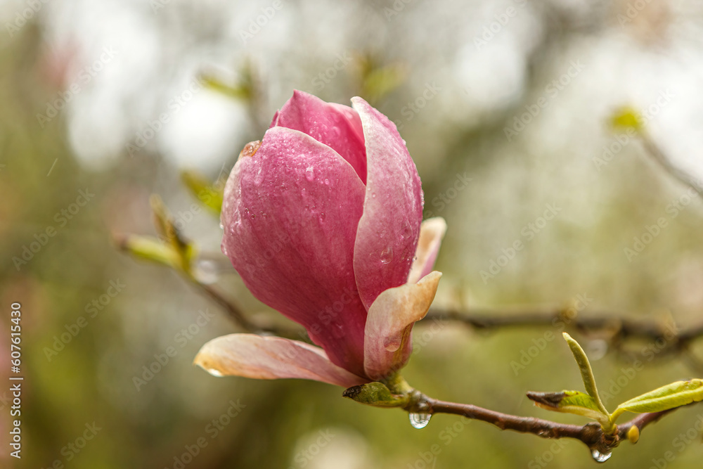 Macro close-up portrait of magnolia blossoms in spring outdoors at a rainy day Macro close-up portrait of magnolia blossoms in spring outdoors at a rainy day