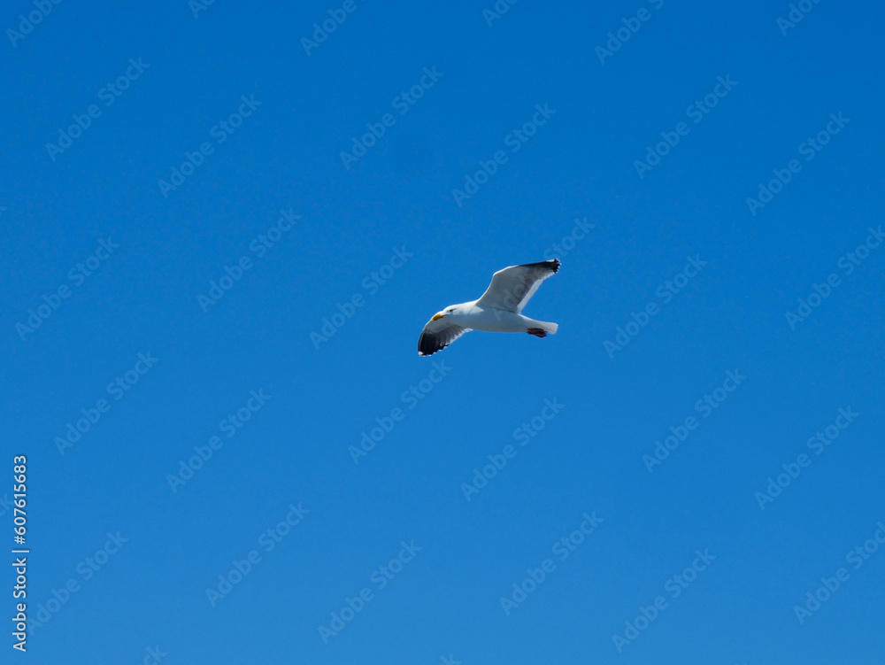Single White Seagull Flying High in a Bright Blue Sky Single White Seagull Flying High in a Bright Blue Sky