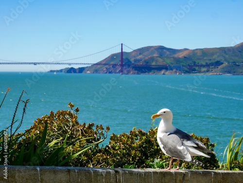 Seagull Standing in the Sun Near Flowers in the San Francisco Bay