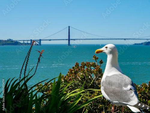 Seagull Standing in the Sun Near Flowers in the San Francisco Bay
