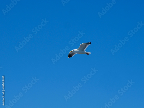 Single White Seagull Flying High in a Bright Blue Sky