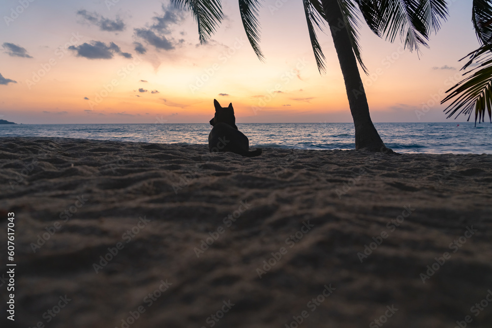 Silhouette of a dog lying on a sandy beach under a palm tree and watching the sunrise over the sea