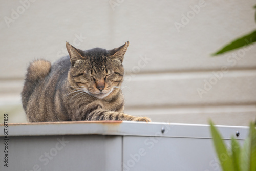 Fototapeta Naklejka Na Ścianę i Meble -  屋外で昼寝中の野良猫