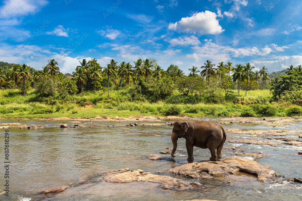 Fototapeta premium Elephant in Sri Lanka
