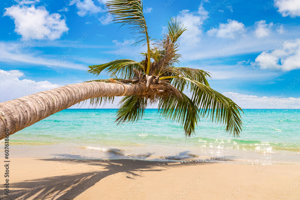 Obraz premium Palm tree over beach