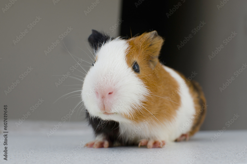 The guinea pig or cuy is a species of South American rodent in the caviidae family, which also includes the guinea pig, guinea pig and mara. They are also known as guinea pigs and pre-kingdom. The guinea pig or cuy is a species of South American rodent in the caviidae family, which also includes the guinea pig, guinea pig and mara. They are also known as guinea pigs and pre-kingdom.