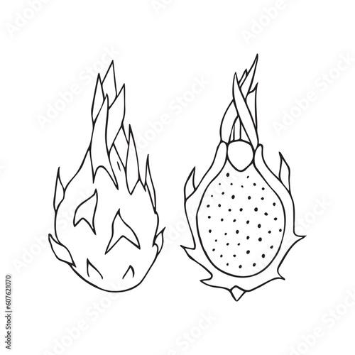Vector hand drawn doodle sketch dragon fruit isolated on white background