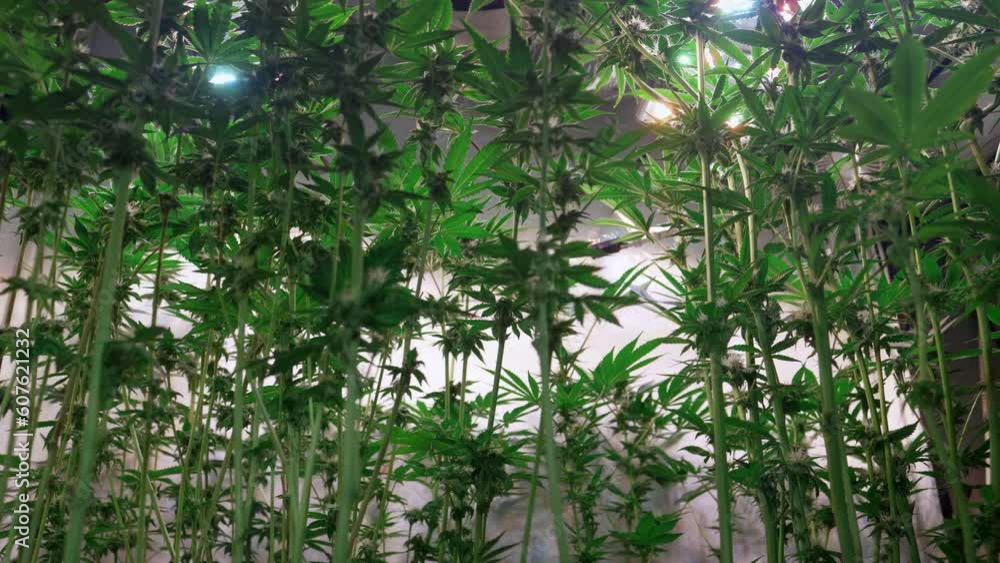 Shot of a cannabis plants growing in a grow tent during flowering stage Shot of a cannabis plants growing in a grow tent during flowering stage