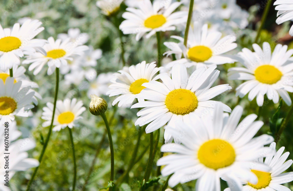 Fototapeta premium Beautiful flowers with white petals and a yellow center - common chamomile