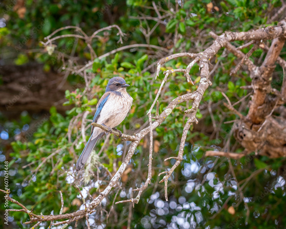 A California Scrub-Jay (Aphelocoma californica) perches on a tree branch at Cachuma Lake in Santa Barbara county, CA. A California Scrub-Jay (Aphelocoma californica) perches on a tree branch at Cachuma Lake in Santa Barbara county, CA.