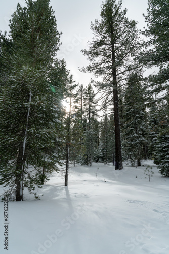View of the trees and snow in Lake Tahoe