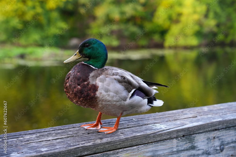 Duck close up background portrait next to river Duck close up background portrait next to river