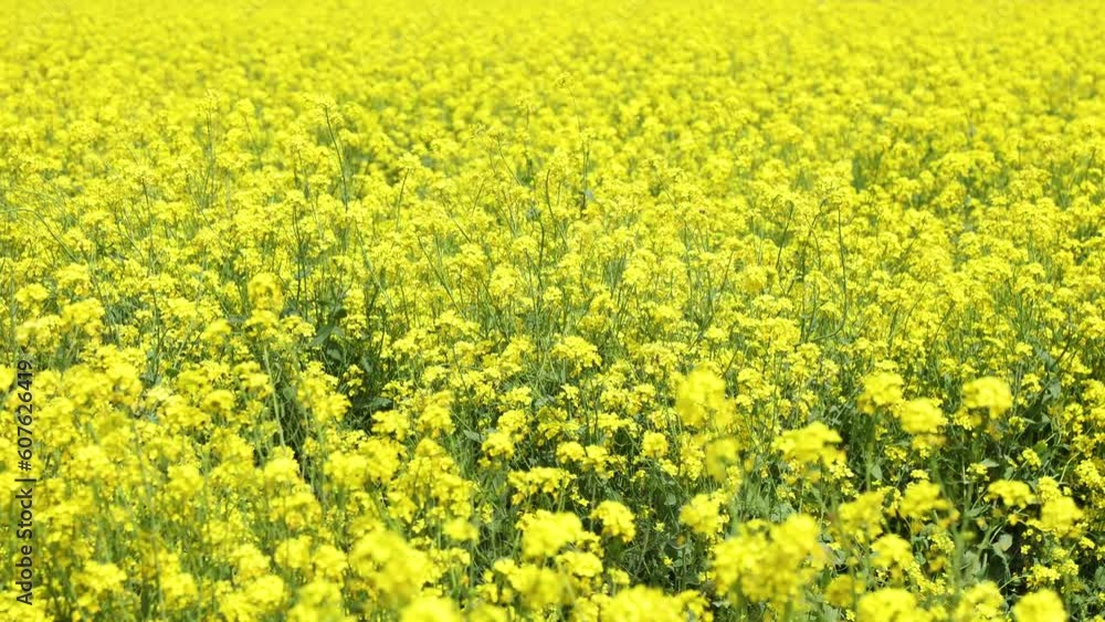 The fields were covered with yellow rape flowers The fields were covered with yellow rape flowers