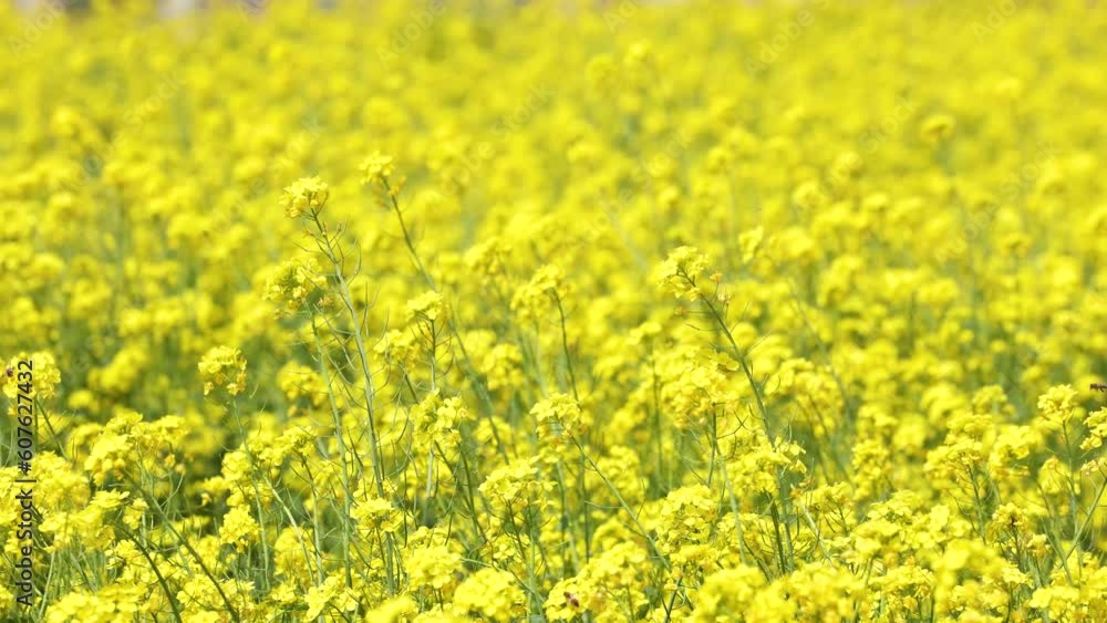 The fields were covered with yellow rape flowers