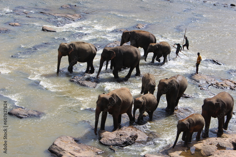 south east asia sri lanka elephants south east asia sri lanka elephants