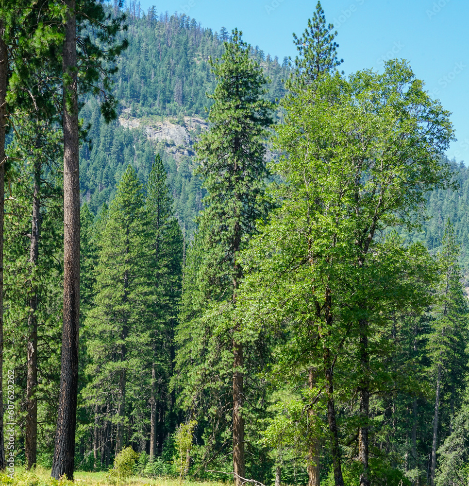 Tall green trees at Yosemite National Park
