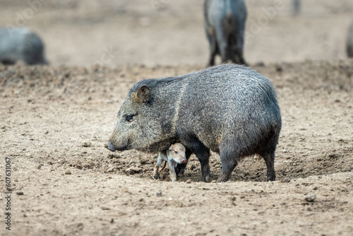 Pecari or javelina or skunk pigs in the Parque Zoologico Lecoq in the capital of Montevideo in Uruguay.