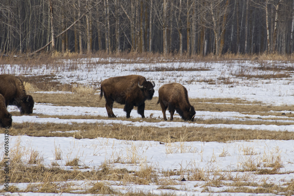 Plains Bison in a Melting Snowfield Plains Bison in a Melting Snowfield