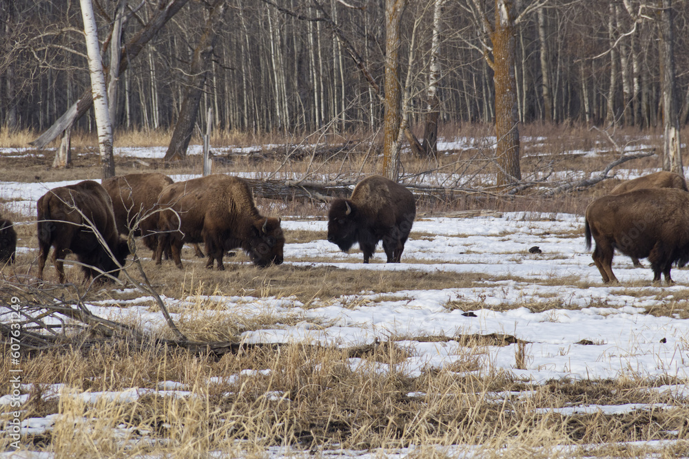 Plains Bison in a Melting Snowfield Plains Bison in a Melting Snowfield
