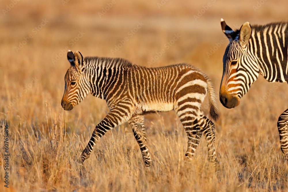 Fototapeta premium A young Cape mountain zebra (Equus zebra) foal, Mountain Zebra National Park, South Africa.