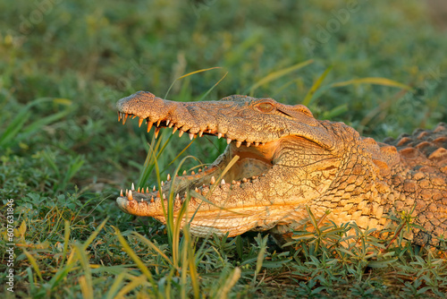 Portrait of a large Nile crocodile (Crocodylus niloticus) with open jaws, Kruger National Park, South Africa.