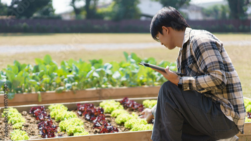 Male gardener holding tablet to checking vegetables and gardening to caring lettuce in home garden