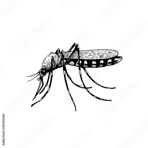 Mosquito isolated on white background. Black and white illustration. Hand drawn sketch in engraving style.