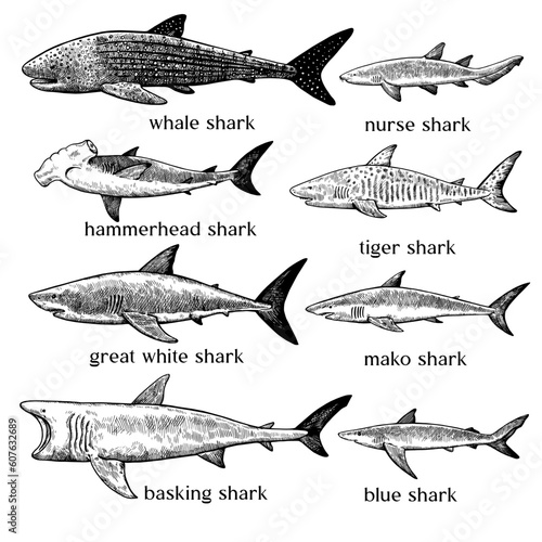 Types of sharks. Big set of hand drawn illustrations in retro engraving style. Great white shark, tiger shark, hammerhead shark and other sea predators.