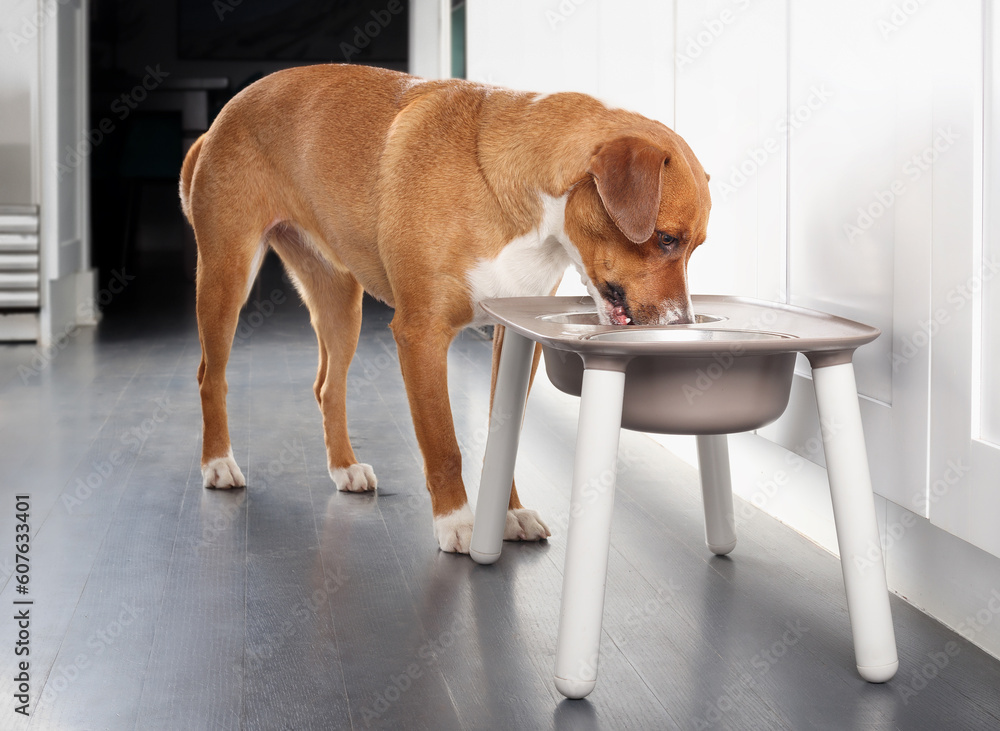 Dog eating from feeding station in kitchen. Cute puppy dog standing