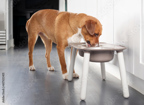 Fotografia Dog eating from feeding station in kitchen