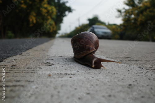 A solitary snail traversing a paved thoroughfare
