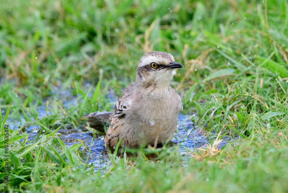 Obraz premium Sabiá do campo