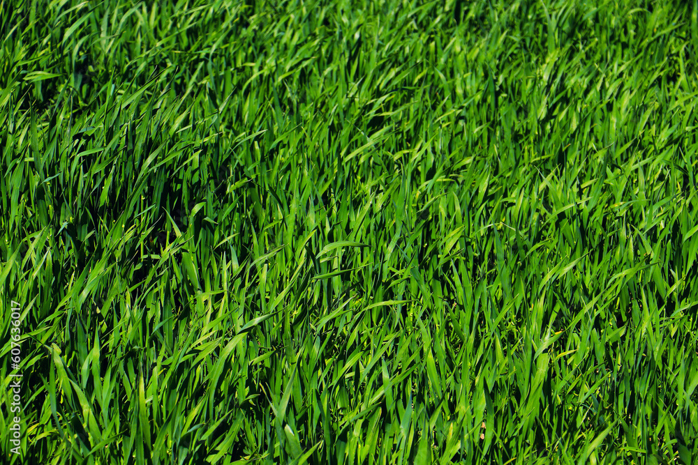 Obraz premium green grass weed plant nature landscape