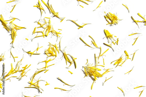 Obraz na płótnie On a white background lie small leaves of a yellow dandelion flower