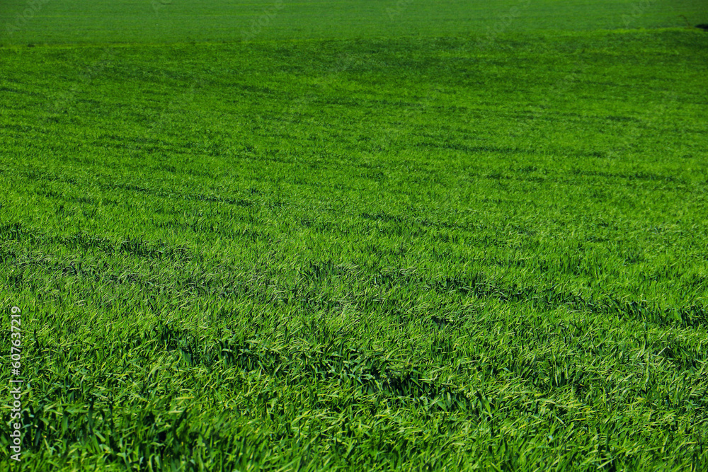 green grass weed plant nature landscape green grass weed plant nature landscape