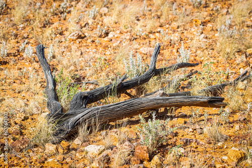 Sun bleached and desiccated tree trunk lying in a stony desert landscape after years of weathering. photo