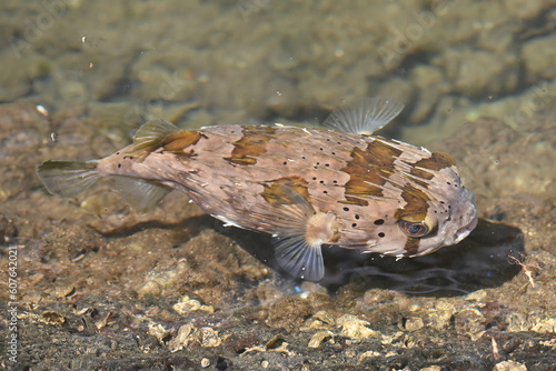 A giant porcupine fish (Diodon holocanthus) also called kokala or long spined balloon fish, swims in shallow water near Honolulu, Hawaii.

 photo