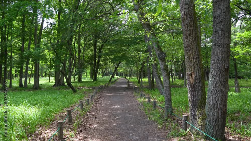 Footpath in an empty summer forest Footpath in an empty summer forest