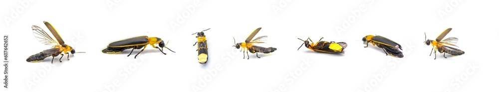 Photinus collustrans - a firefly or fire fly, lightning bug, glowworm an increasingly rare insect due to development and construction loss of habitat. Isolated on white background. Six views Photinus collustrans - a firefly or fire fly, lightning bug, glowworm an increasingly rare insect due to development and construction loss of habitat. Isolated on white background. Six views