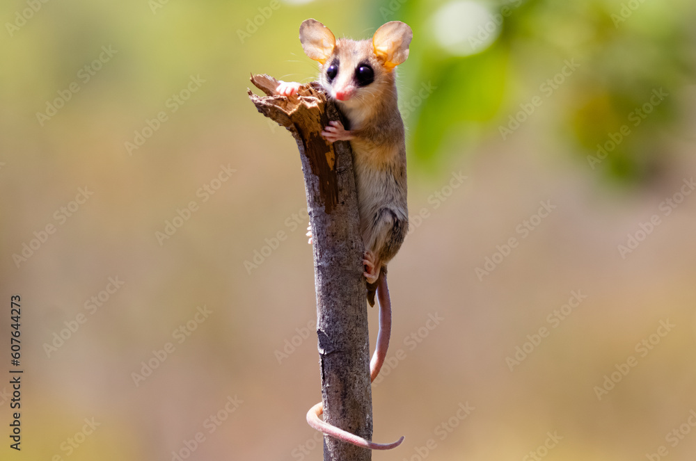 Small eared possum on alert in the amazon rainforest