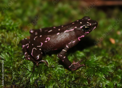Alerquin frog on the humid soil of the amazonian forest