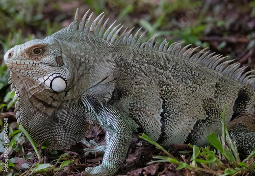 Big Iguana on the grass of the Amazonian fields